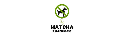 je matcha pro psy špatná