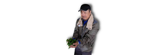 zelený čaj sakamoto