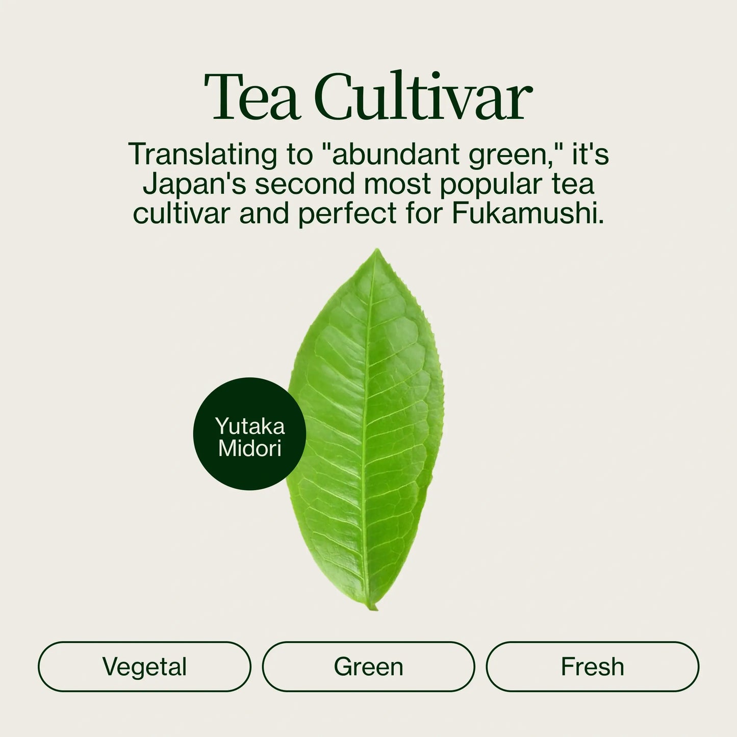 Fukamushi Sencha Kagošima Murasaki