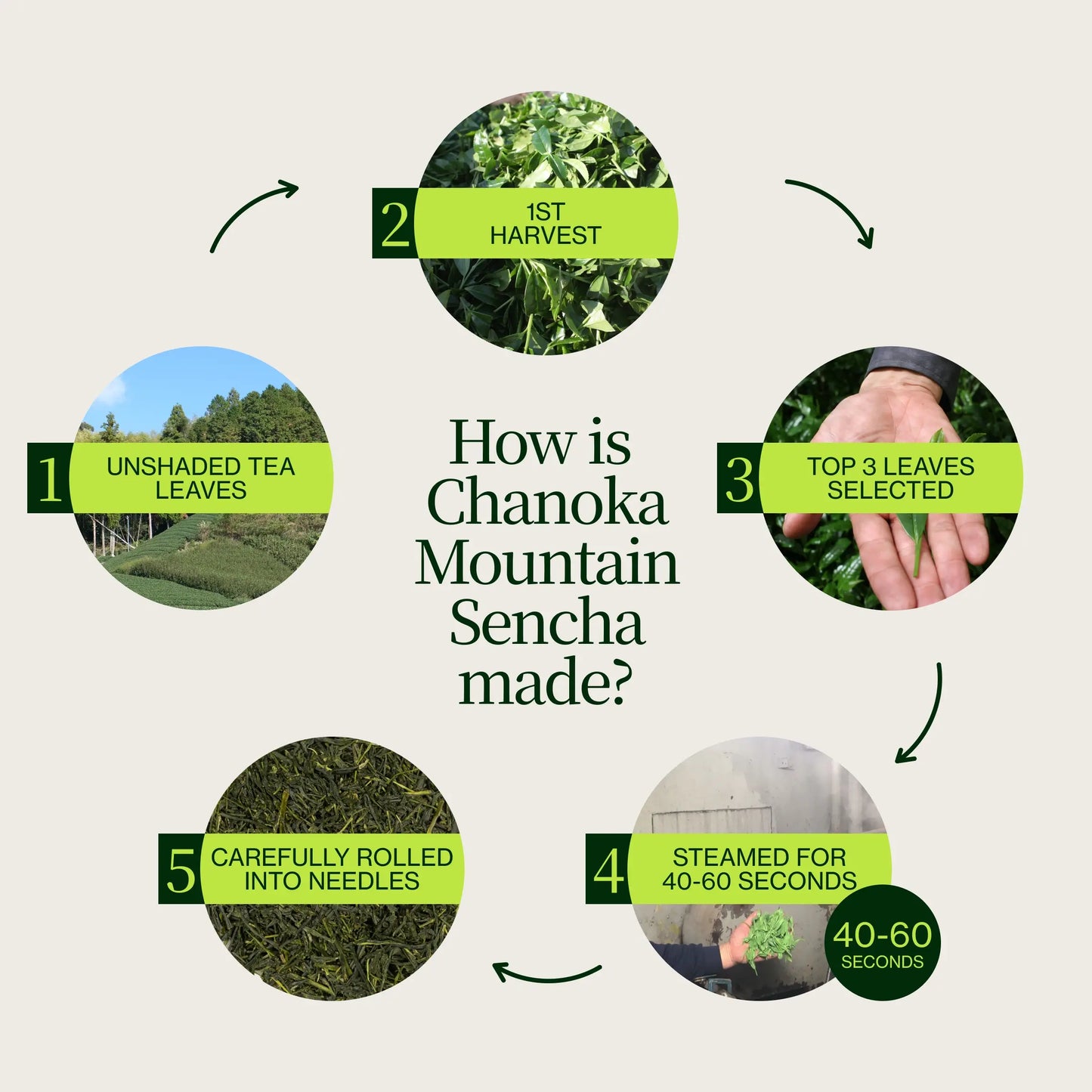 Hora Chanoka Sencha