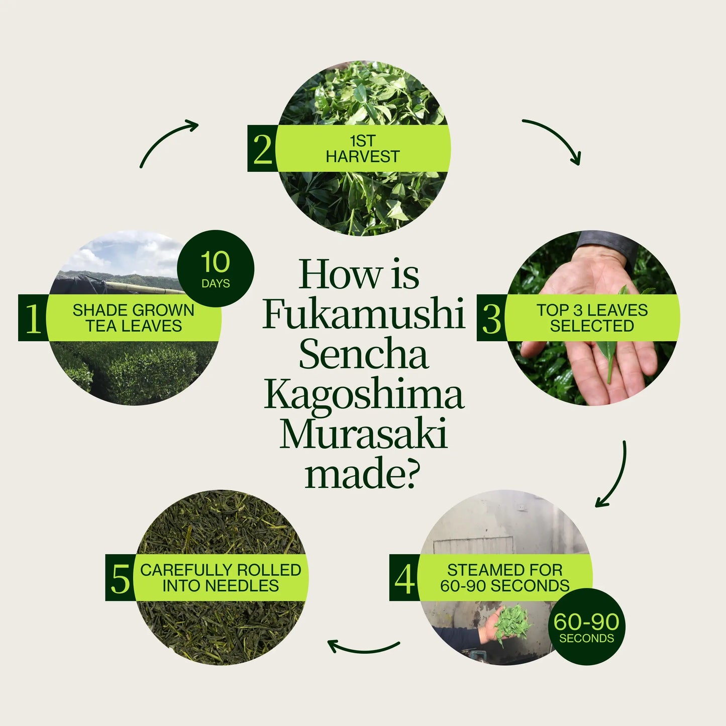 Fukamushi Sencha Kagošima Murasaki