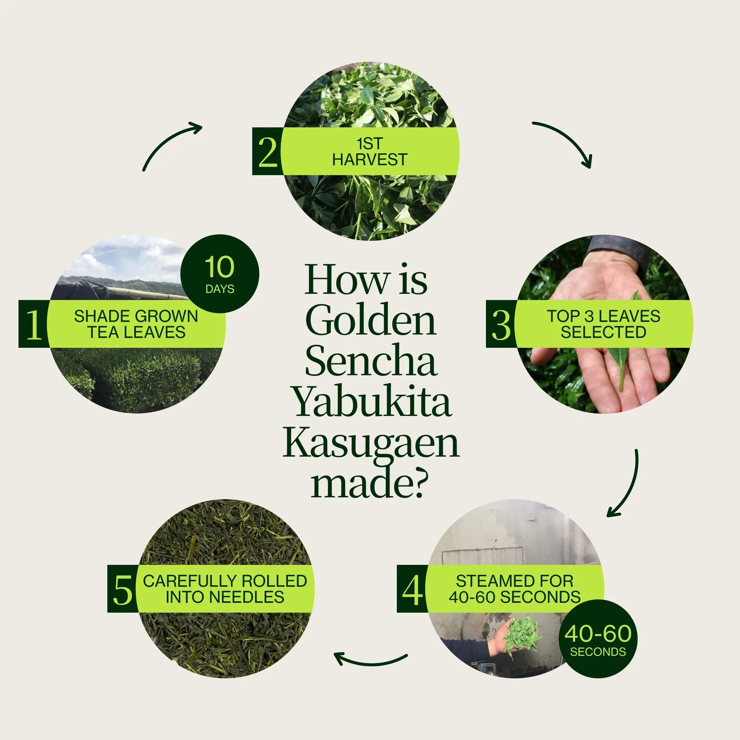Zlatý Sencha Yabukita Kasugaen