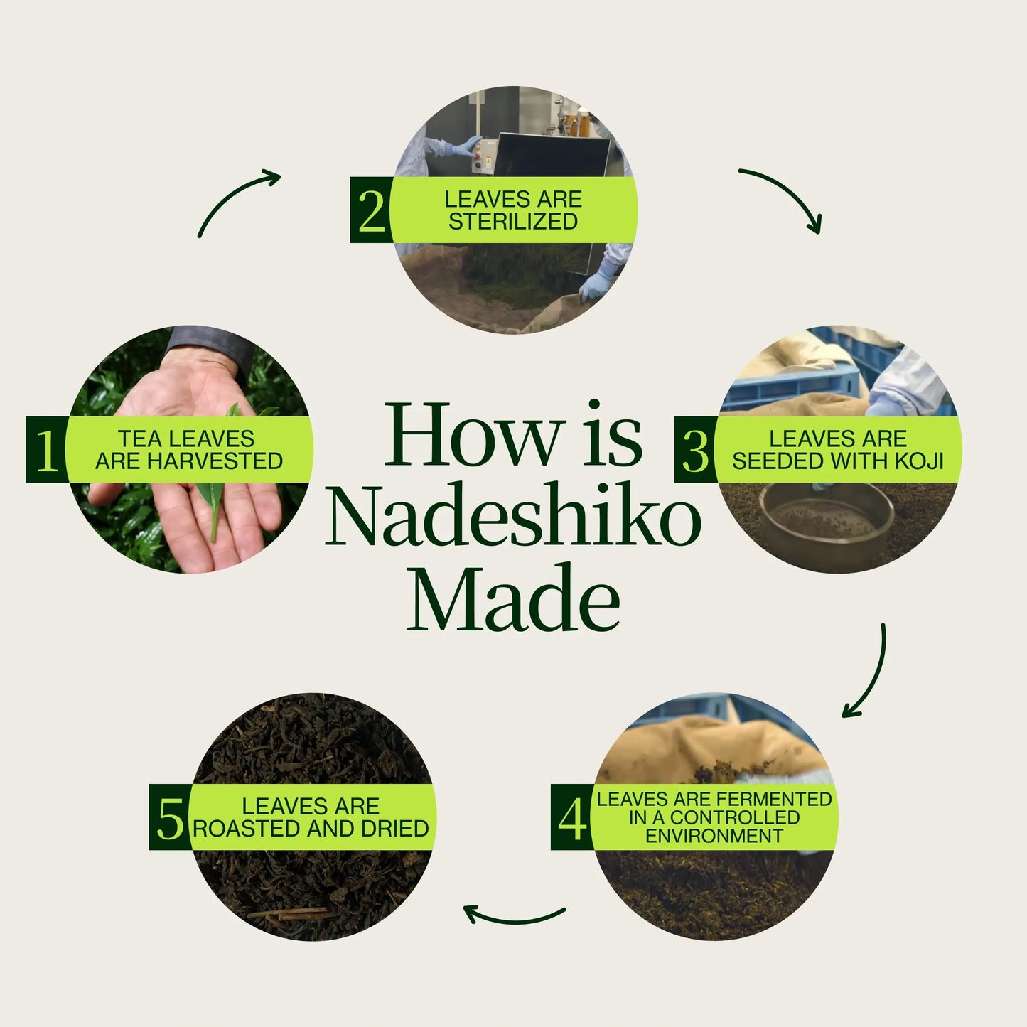Japonský Fermentovaný Čaj Nadeshiko Rose