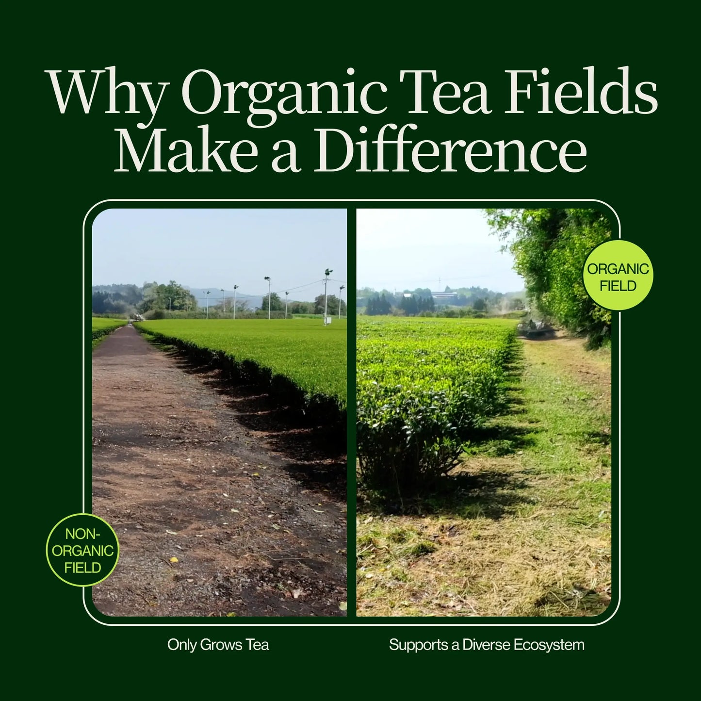 Prémiový Prášek Matcha Latte