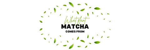 z jaké rostliny matcha pochází
