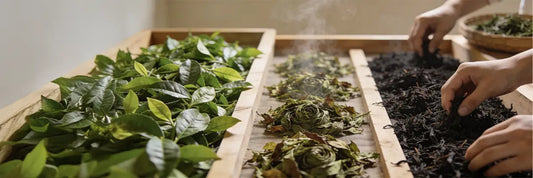 How Is Black Tea Made from Fresh Leaves to Finished Tea