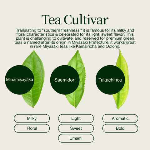 Vysokohorský Oolong čaj Miyazaki