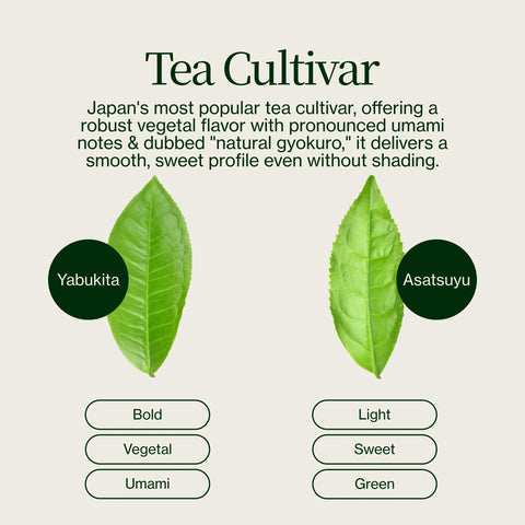 Sencha Shizuku s Matcha prášek