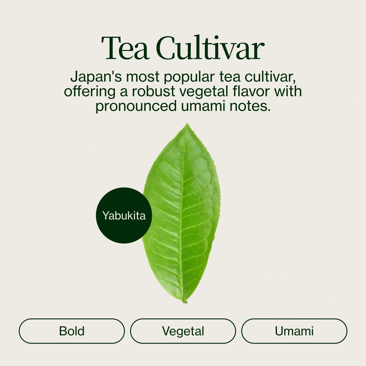 Chanoka Kukicha Green Tea