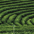 Rows of dense green tea plants arranged in curved, maze-like patterns across a hillside.