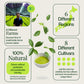 Matcha Tea Sampler 21 Pack with Matcha Whisk
